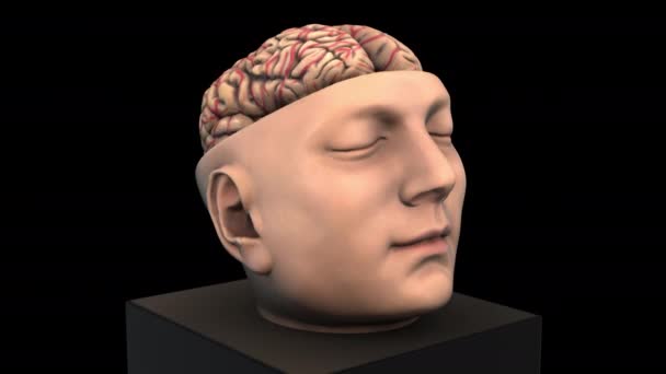 Tamaño Estructura cerebral intracraneal - zoom de rotación hacia fuera - atrás - modelo de animación 3d sobre un fondo negro - Imágenes, Vídeo