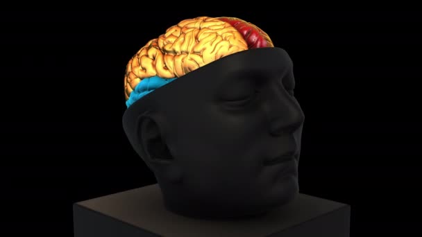 Tamaño Estructura cerebral intracraneal - zoom de rotación - partes coloreadas-detalle - modelo de animación 3d sobre un fondo negro - Metraje, vídeo