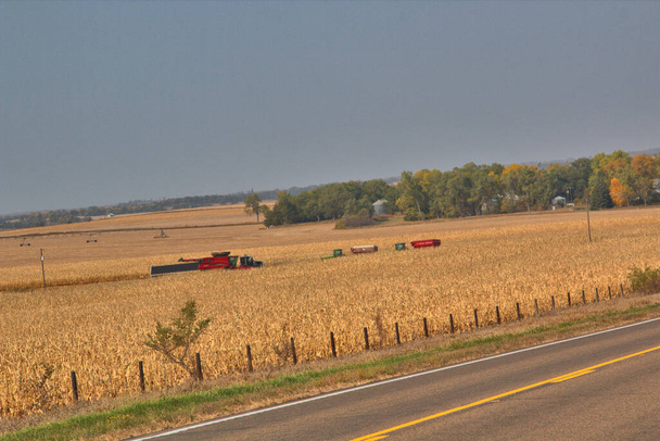 Łączy zbiorów jesieni kukurydzy zbiorów na polach Nebraski - Zdjęcie, obraz