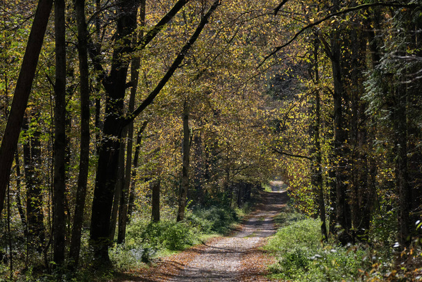 Estrada estreita com árvores ao longo do dia outonal ensolarado, Floresta Bialowieza, Polônia, Europa
 - Foto, Imagem
