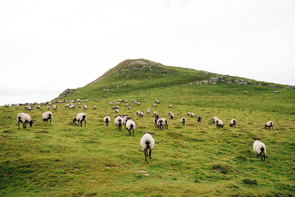 Ovelhas nas montanhas dos Pirenéus França. Foto de alta qualidade - Foto, Imagem