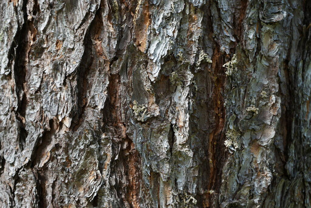 Corteccia di pino. Pinus pinea corteccia di un vecchio albero. Struttura della corteccia primo piano. - Foto, immagini