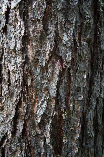 Ladrido de pino. Pinus pinea corteza de un árbol viejo. Textura de corteza de cerca. - Foto, imagen