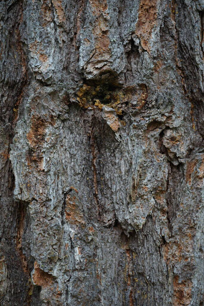 Ladrido de pino. Pinus pinea corteza de un árbol viejo. Textura de corteza de cerca. - Foto, imagen