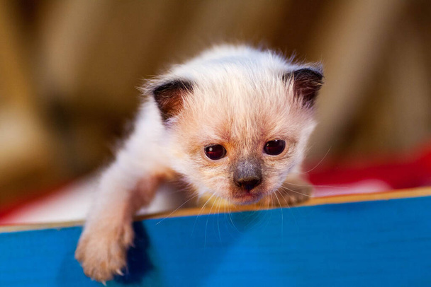 Een klein pasgeboren katje dat zijn ogen nog niet heeft geopend - Foto, afbeelding