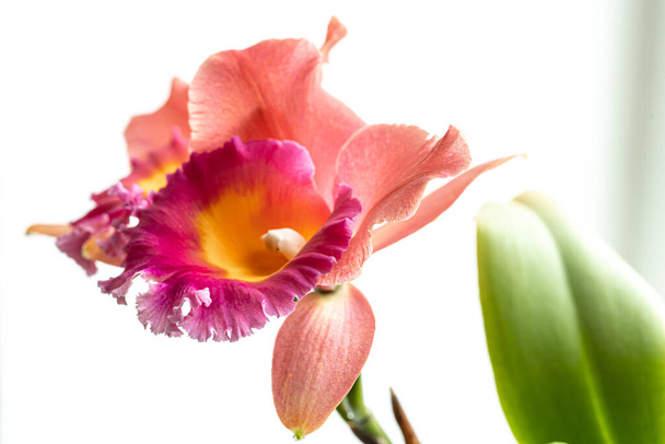 Gros plan de l'orchidée thaïlandaise sur un fond flou, macro photographie. - Photo, image