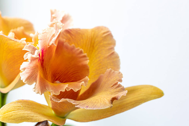 Gros plan de l'orchidée thaïlandaise sur un fond flou, isolé. - Photo, image