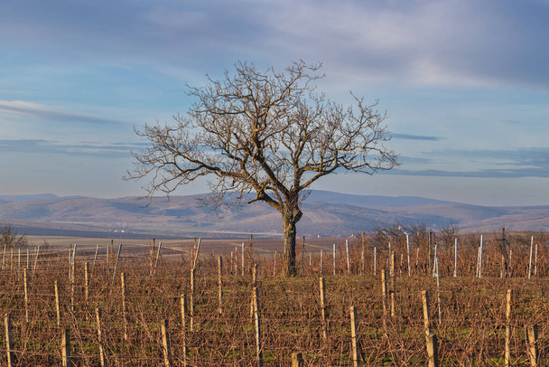 Zimowy krajobraz na Morawach Południowych w Czechach w Europie. Winnice po zimie w Palava. - Zdjęcie, obraz