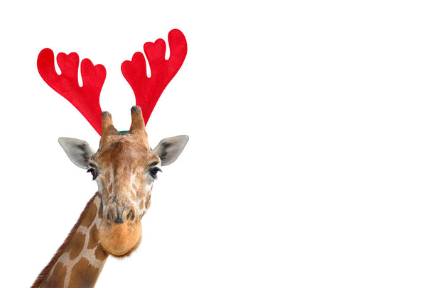 Very funny giraffe head in Christmas Reindeer Antlers Headband isolated on white background. Funny giraffe portrait isolated. Funny giraffe Santa concept. Banner with copy space. - 写真・画像