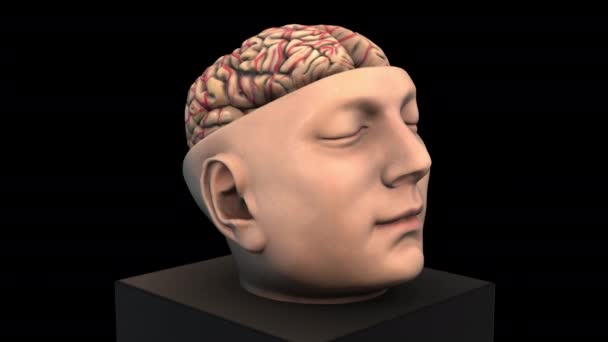 Tamaño Estructura cerebral intracraneal - zoom de rotación - modelo de animación 3d sobre fondo negro - Metraje, vídeo