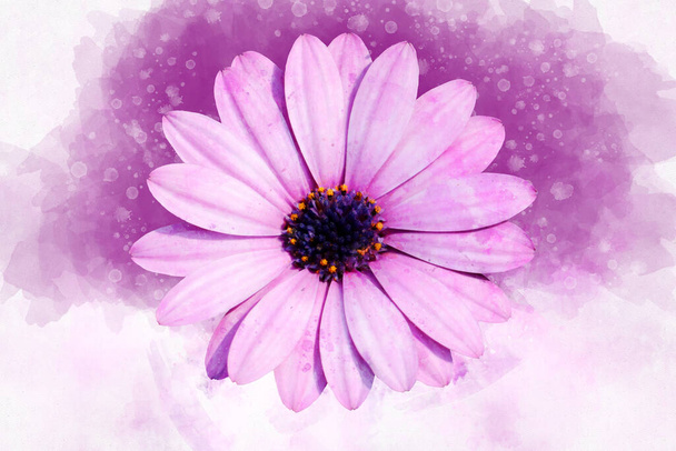 Pink african daisy floral botanical flower. Watercolor background set. Isolated aster illustration element. - Photo, Image
