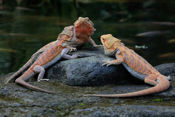 Three bearded dragons (Pogona sp) are sunbathing before starting their daily activities. - Photo, Image