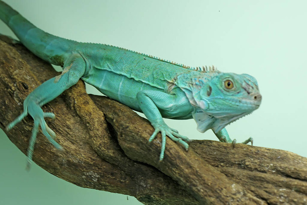 Un'iguana blu (Iguana iguana) si sta crogiolando su un ramo d'albero. - Foto, immagini