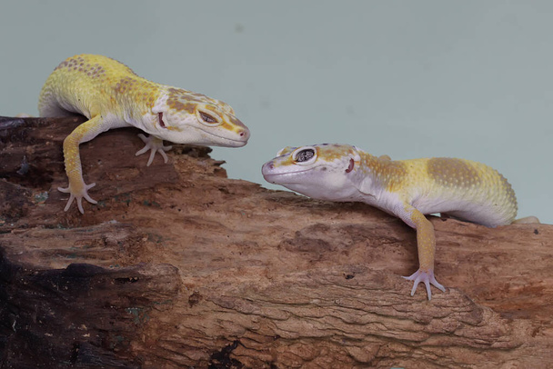 Dwóch gekonów lamparta opalających się na gnijącym pniu. Gady o atrakcyjnych kolorach mają naukową nazwę Eublepharis macularius.  - Zdjęcie, obraz