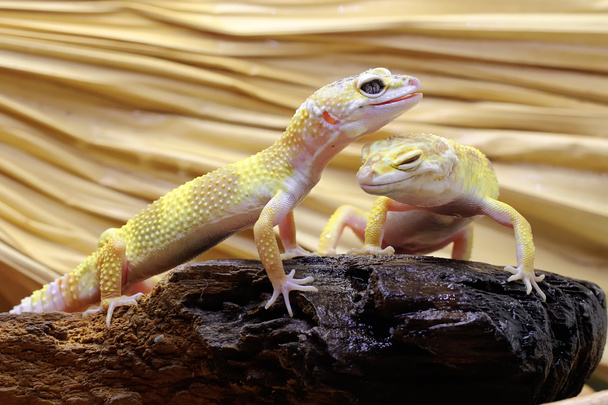 Dois leopardos geckos a apanhar sol num tronco podre. Répteis com cores atraentes têm o nome científico Eublepharis macularius.  - Foto, Imagem