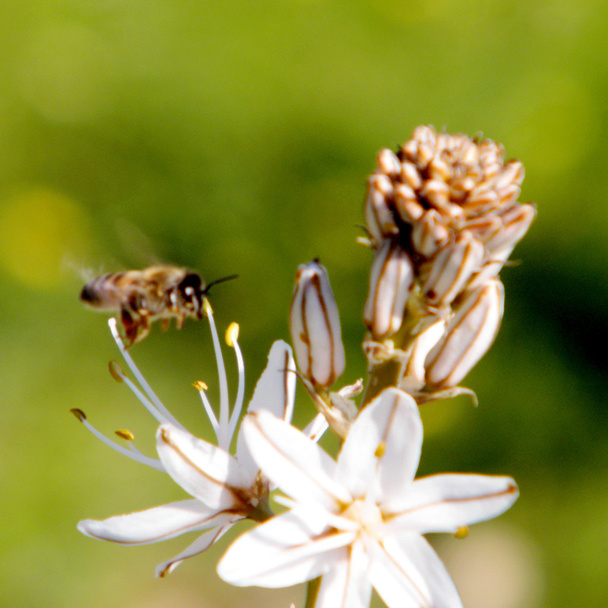 Shoham Bee et Asphodelus 2011
 - Photo, image