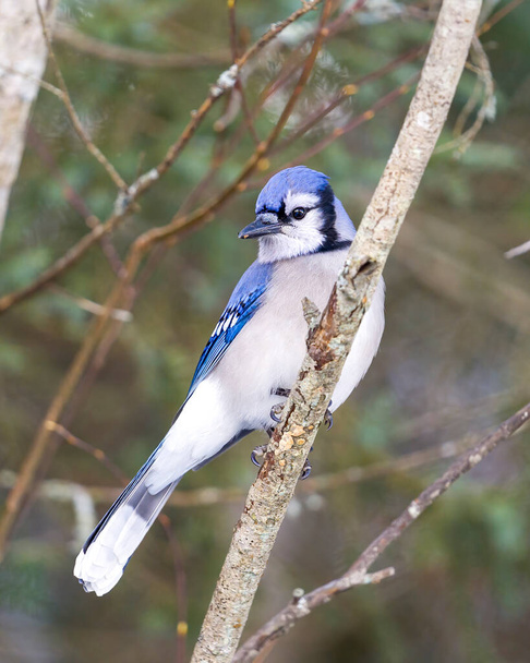 Blue Jay bird close-up, perched on a branch with a blur forest background in the forest environment and habitat surrounding displaying blue feather plumage wings. Picture. Portrait. - Фото, зображення