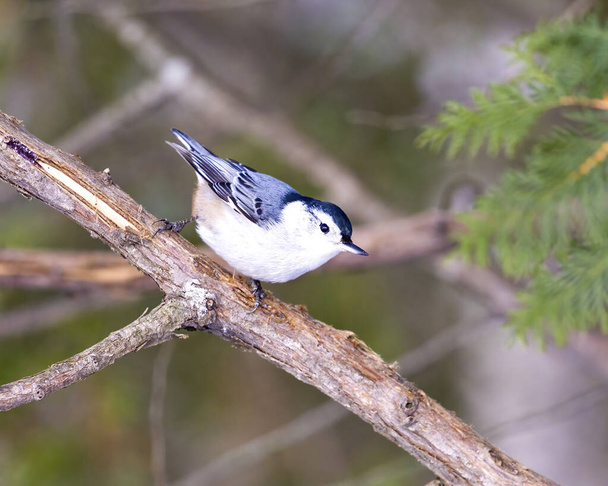 White-breasted Nuthatch perched with a blur background in its environment and habitat surrounding.  Portrait. Picture. - Photo, image