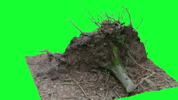 animaatio Root of a Fallen Wood vihreällä näytöllä, chroma avain - Materiaali, video