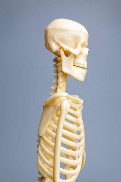 Modèle de squelette anatomique, Système squelettique sur fond gris - Photo, image