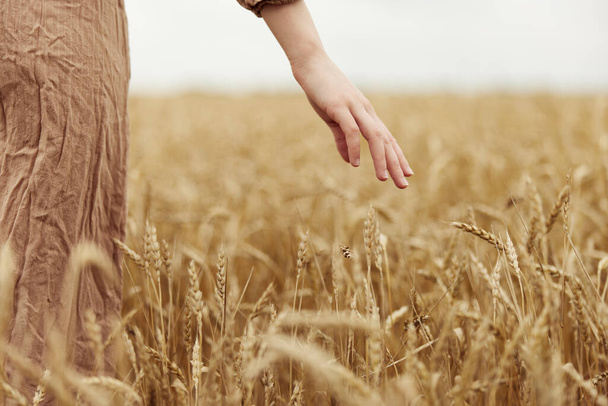 Obraz kolców w rękach danego rolnika dojrzewania kłosów pszenicy wczesnym latem niekończącego się pola - Zdjęcie, obraz