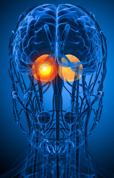 3D render ilustracja medyczny mózgu ludzkiego mózgu - widok z przodu - Zdjęcie, obraz