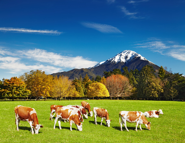 Vaches de pâturage - Photo, image