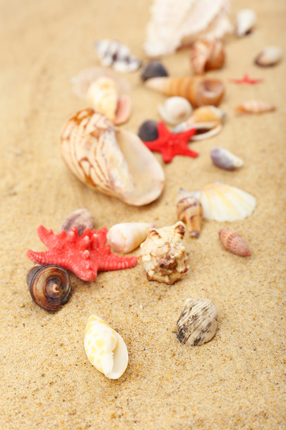 Seashells on sand, close-up - Фото, изображение