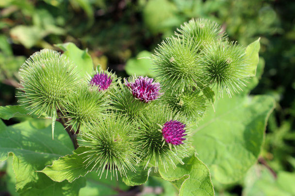 Flowers of prickles of a burdock - Photo, Image