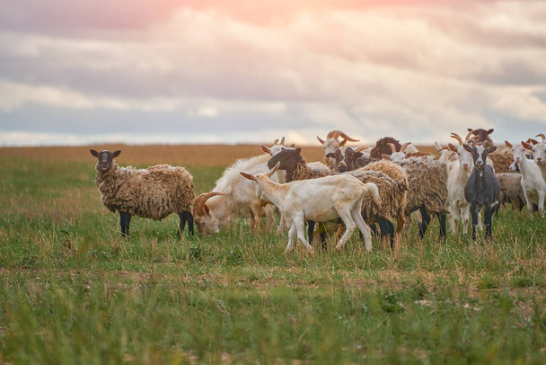 Стадо овец и коз пасутся на лугу под открытым небом в центральной полосе России - Фото, изображение