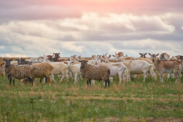 un branco di pecore e capre pascolano in un prato all'aperto nella fascia centrale della Russia - Foto, immagini