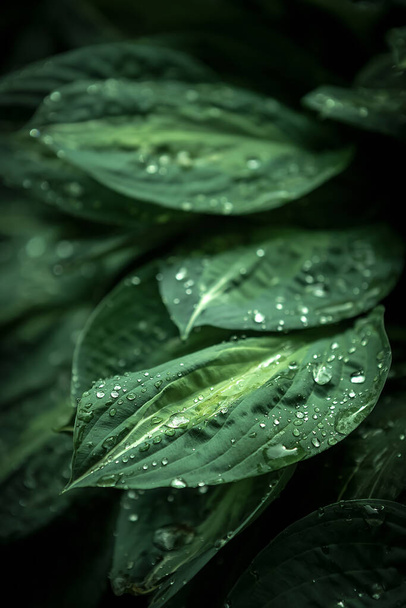image of beautiful green leaves with water droplets for background - Photo, Image