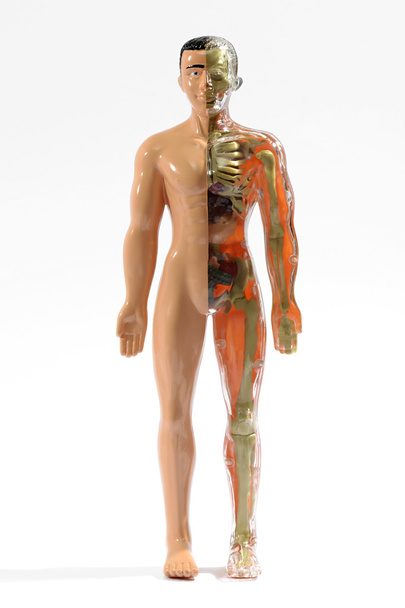 Maniquí médico anatómico masculino
 - Foto, Imagen
