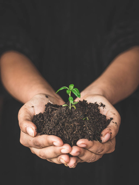 World environment day concept: a woman hand holding seed tree with soil, stock photos. - Фото, зображення