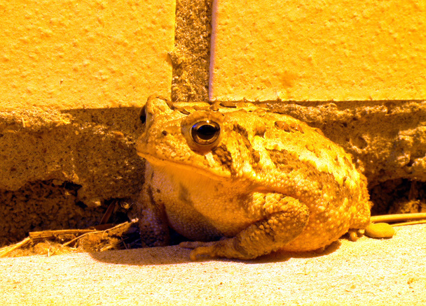 Toad Under Street Lamp - Photo, Image