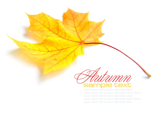 Autumn maple leaf isolated on white background - Foto, Bild