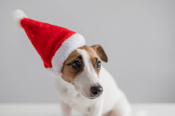 Portrait of a dog jack russell terrier in a santa claus hat on a white background. Christmas greeting card - Zdjęcie, obraz