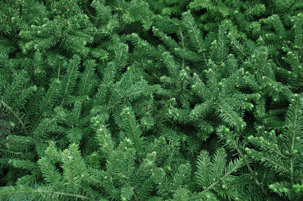 Postcard Evergreen Christmas tree Spruce close up. Selective focus - Photo, Image