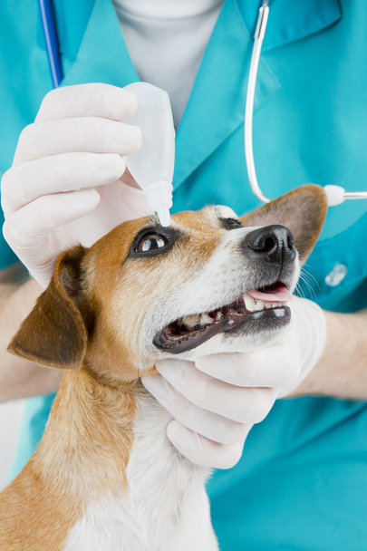 Veterinarian and dog - Foto, Imagem