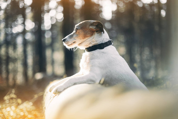 Jack russel terrier dog in autumn forest - Zdjęcie, obraz