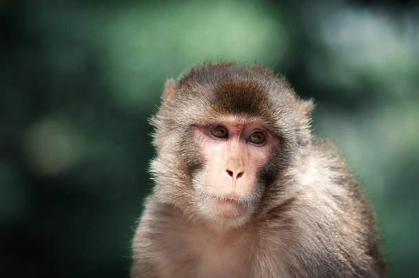 Portrait of a Rhesus macaque monkey - Zdjęcie, obraz