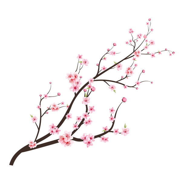 Японский вектор цветения вишни. Цветущая сакура с цветком Сакуры. Цветок вишни с розовым акварелью Сакура цветок. Вектор вишневого цвета. Вектор ветвей Сакуры. - Вектор,изображение
