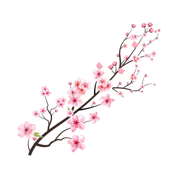 Fiori di ciliegio con acquerello Sakura fiore in fiore. Vettore realistico del fiore di ciliegio acquerello. Ramo Sakura. Ramo di fiori di ciliegio con vettore di fiori Sakura rosa. Fiore di ciliegio giapponese. - Vettoriali, immagini