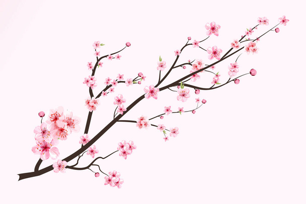 Fiore di ciliegio con fiore Sakura in fiore acquerello. Vettore di fiori di ciliegio giapponesi. Vettore realistico dei fiori di ciliegio ad acquerello. Ramo Sakura con fiore ad acquerello. Acquerello fiore ciliegia. - Vettoriali, immagini