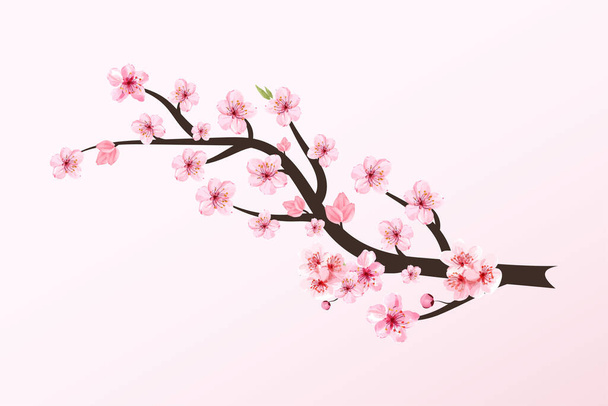 Rama de flor de cerezo con Sakura vector de flores. Sakura flor rama ilustración. Rama de cereza con sakura rosa. Acuarela realista flor de cerezo vector. vector de flor de cerezo japonés. - Vector, imagen