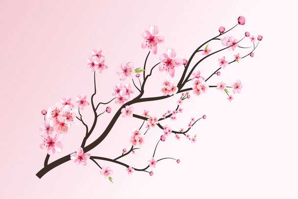 Цветок вишни с цветущей акварелью Сакура. Реалистичная цветочная ветвь сакуры. Японский вектор цветения вишни. Цветущая сакура с цветком Сакуры. Вишневая ветвь. - Вектор,изображение