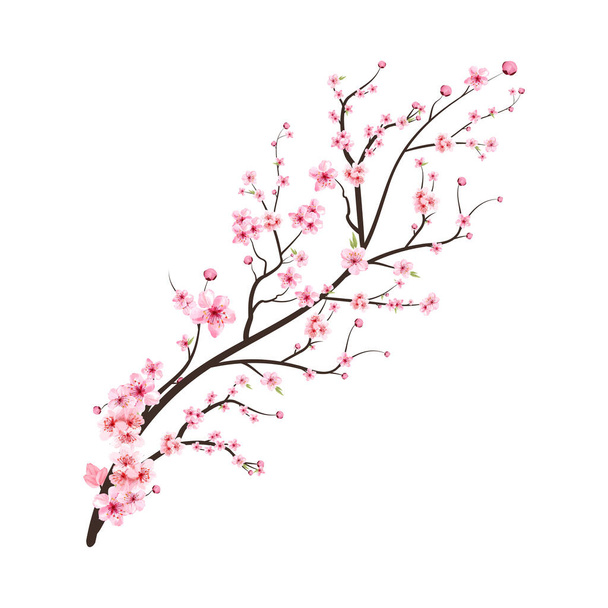 Rama de flor de cerezo con vector de flores Sakura rosa. Rama realista de flores de cerezo. vector de flor de cerezo japonés. Rosa acuarela flor de cerezo ilustración. Sakura flor rama vector. - Vector, imagen