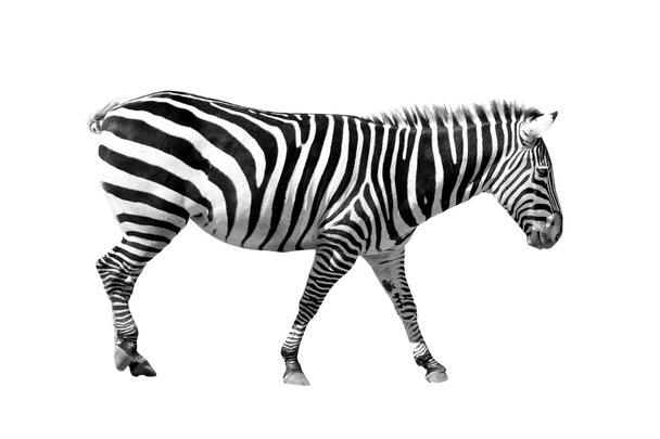 Zebra on white - Photo, Image