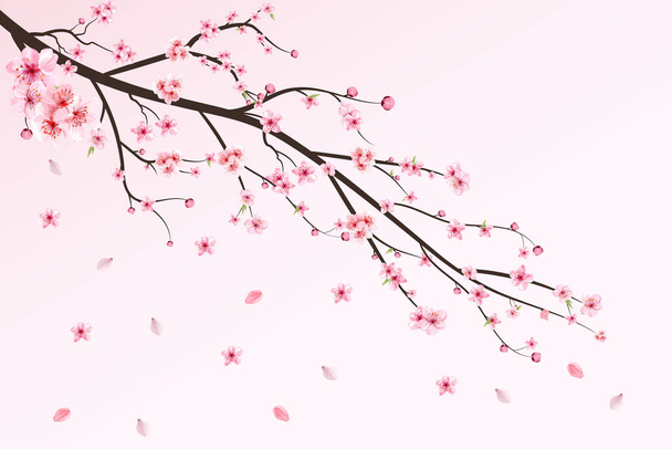 Cherry kukka akvarelli Sakura kukka. Cherry Blossom lehdet putoavat. Realistinen sakura-haaran vektori. Japanilainen kirsikankukka vektori. Vaaleanpunainen Sakura kukka putoaa. Cherry haara Sakura. - Vektori, kuva