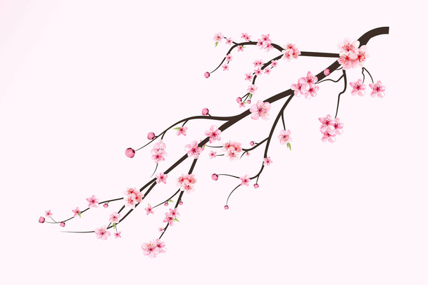 Ρεαλιστικό κλαδί κερασιάς. Sakura κλαδί με ανθισμένα υδρόχρωμα λουλούδια. Υδατογραφία ροζ άνθη κερασιάς διάνυσμα. Ιαπωνικό άνθος κερασιάς. Ανθός κερασιάς με φορέα λουλούδι Sakura. - Διάνυσμα, εικόνα